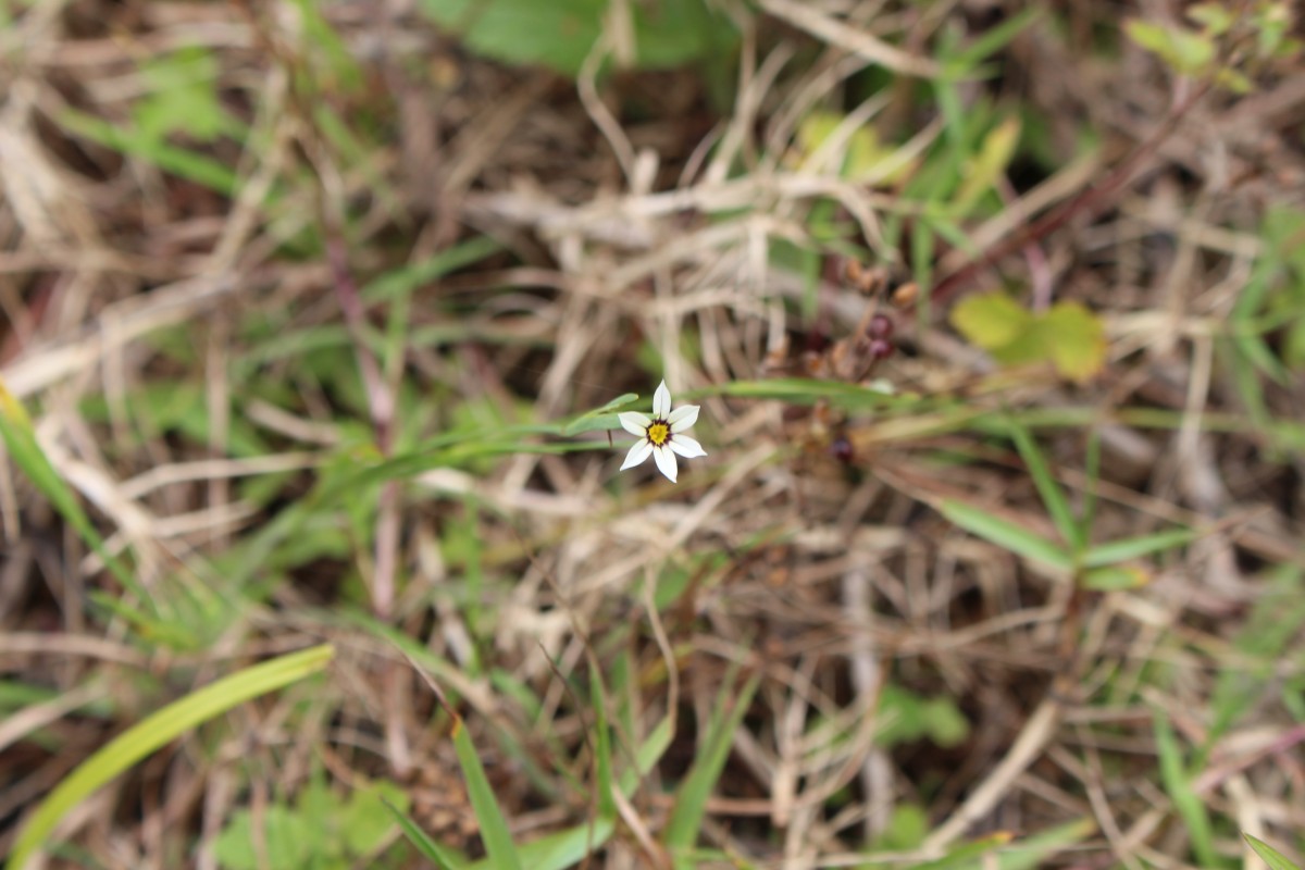 Sisyrinchium micranthum Cav.